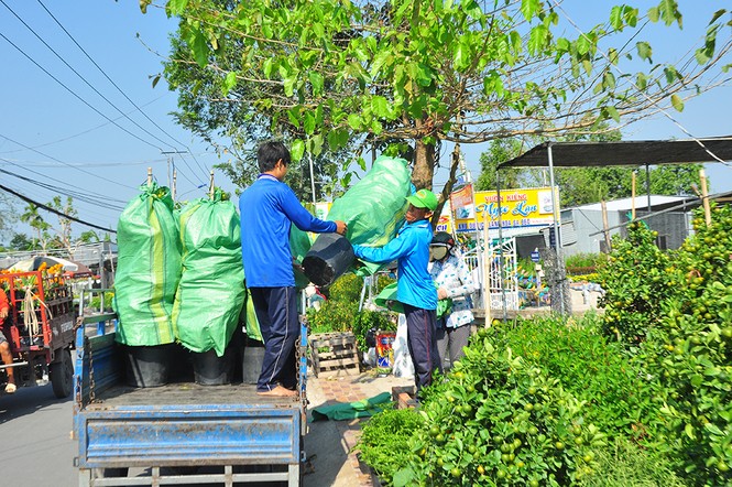Hoa kiểng khoe sắc rời quê lên phố - ảnh 15