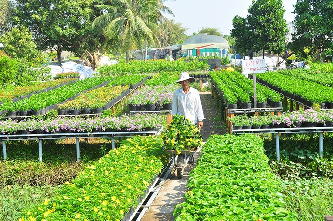 Hoa kiểng khoe sắc rời quê lên phố - ảnh 14