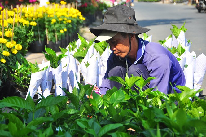 Hoa kiểng khoe sắc rời quê lên phố - ảnh 17