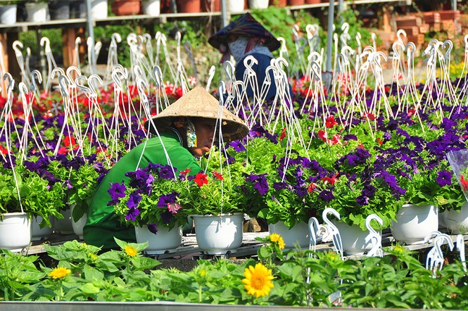 Hoa kiểng khoe sắc rời quê lên phố - ảnh 13