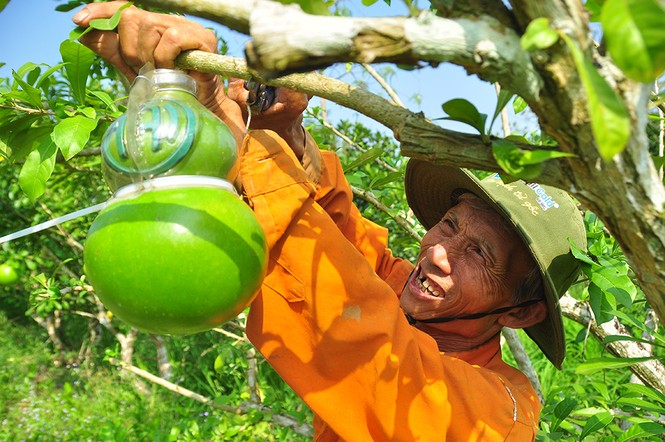 Mê mẩn với vườn đào tiên thư pháp của lão nông miền Tây - ảnh 2