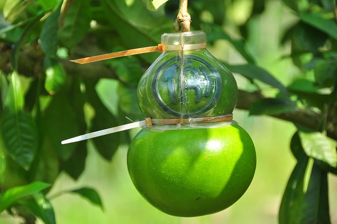 Mê mẩn với vườn đào tiên thư pháp của lão nông miền Tây - ảnh 8