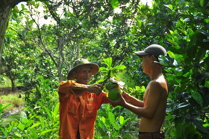 Mê mẩn với vườn đào tiên thư pháp của lão nông miền Tây - ảnh 4