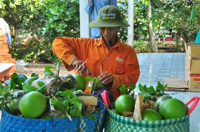 Mê mẩn với vườn đào tiên thư pháp của lão nông miền Tây - ảnh 11