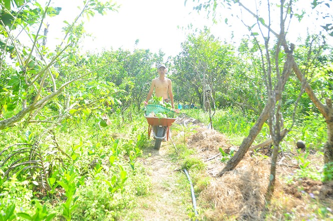 Mê mẩn với vườn đào tiên thư pháp của lão nông miền Tây - ảnh 5