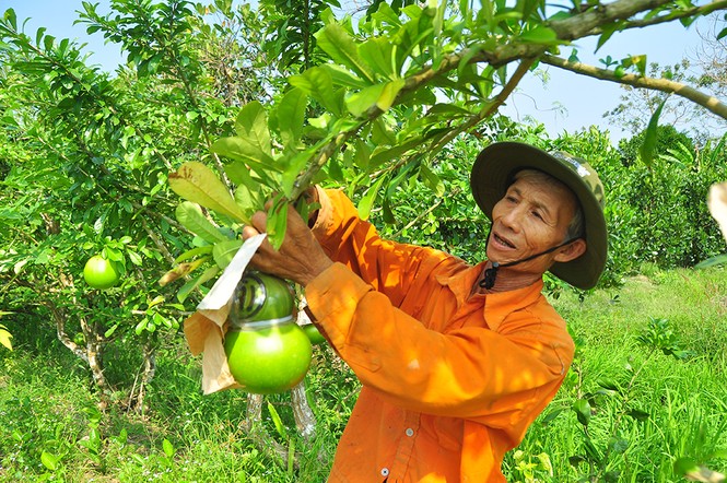 Mê mẩn với vườn đào tiên thư pháp của lão nông miền Tây - ảnh 1