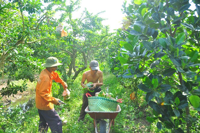 Mê mẩn với vườn đào tiên thư pháp của lão nông miền Tây - ảnh 7