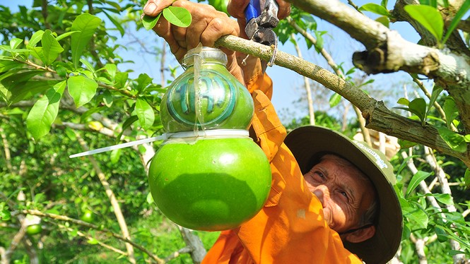 Mê mẩn với vườn đào tiên thư pháp của lão nông miền Tây - ảnh 9