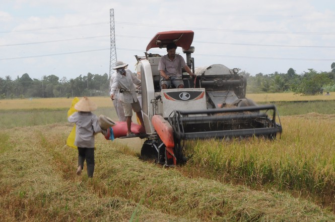Hạn mặn ngày càng khốc liệt ở ĐBSCL - ảnh 10