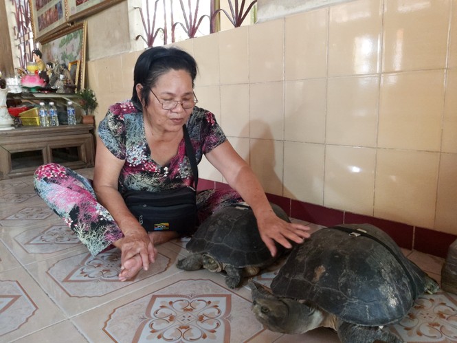 'Kỳ lạ' cụ rùa hơn trăm tuổi ở miền Tây biết... nghe kinh, ăn chay và giữ cửa - ảnh 1