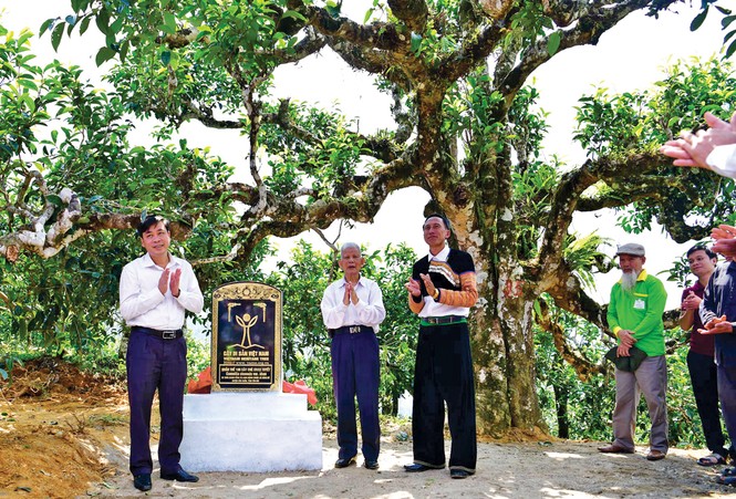 Leo mây ngắm các 'cụ' chè Shan tuyết - ảnh 2