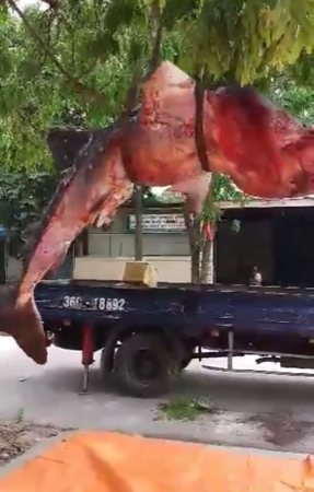 Chuyện chưa kể về cá khủng bị 'xẻ thịt' ở Sầm Sơn - ảnh 3