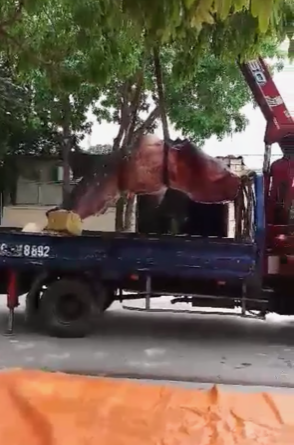 Chuyện chưa kể về cá khủng bị 'xẻ thịt' ở Sầm Sơn - ảnh 4
