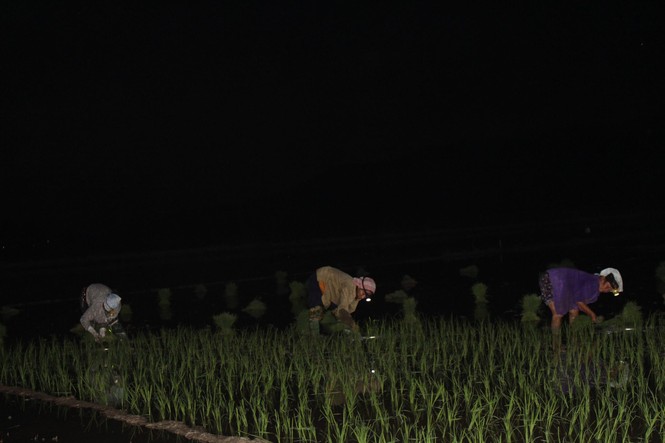 Người dân đi cấy lúa vào đêm, rạng sáng để tránh nắng nóng - ảnh 3