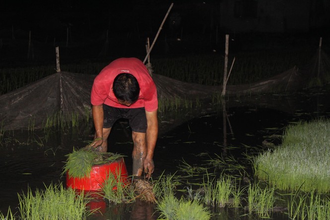 Người dân đi cấy lúa vào đêm, rạng sáng để tránh nắng nóng - ảnh 4