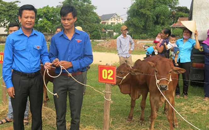 Trao 40 con bò giống cho đoàn viên thanh niên nghèo - ảnh 2