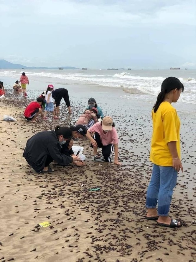 Ốc “lạ” dạt vào kín đặc bờ biển Quảng Bình - ảnh 3