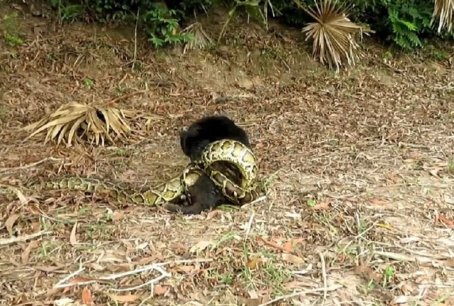 Hãi hùng cảnh chó săn bị trăn anaconda tấn công - ảnh 1