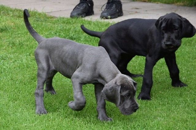 Nguồn gốc của giống có cao nhất thế giới – Great Dane - ảnh 1