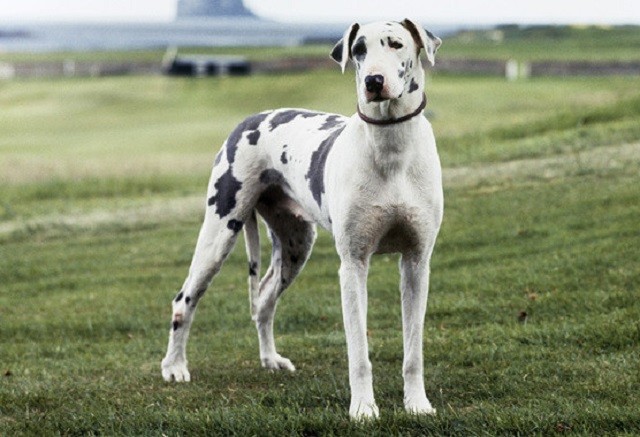 Nguồn gốc của giống có cao nhất thế giới – Great Dane - ảnh 2