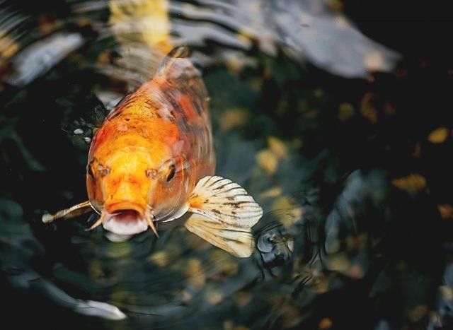Top 10 loài động vật sống lâu nhất thế giới tự nhiên - ảnh 2