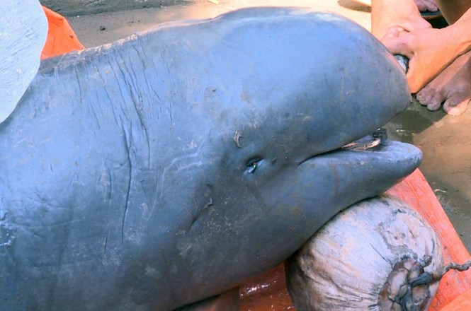 Ngư dân bắt được cá lạ nặng khoảng 150 kg trên sông Cổ Chiên - ảnh 1