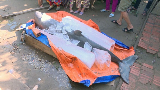 Ngư dân bắt được cá lạ nặng khoảng 150 kg trên sông Cổ Chiên - ảnh 2
