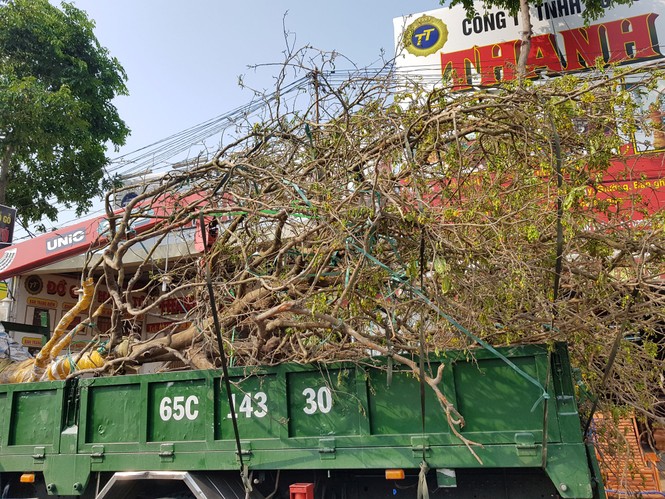 Mai vàng 100 tuổi giá 2,4 tỷ xuất hiện ở Cần Thơ - ảnh 10