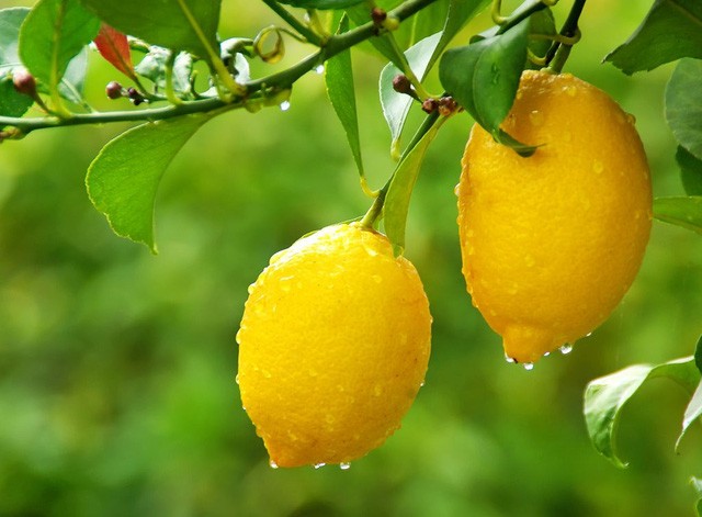 10 loại cây có công dụng như kem làm tan mỡ mà bạn ít khi để ý - ảnh 4