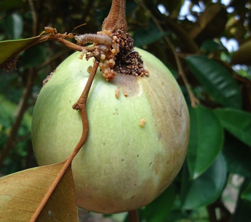 Khi ăn cần lưu ý vì vú sữa rất dễ có sâu ở cuống. Anh rminh họa.
