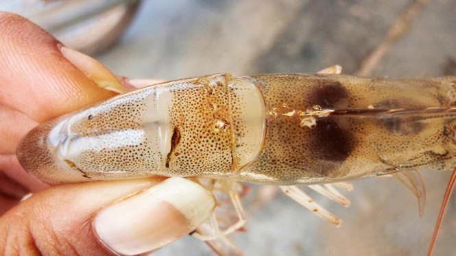 Ăn tôm cua cá cần biết những phần cực độc này để khỏi giết cơ thể - ảnh 3 Ăn tôm cua cá cần biết những phần cực độc này để khỏi giết cơ thể - ảnh 3