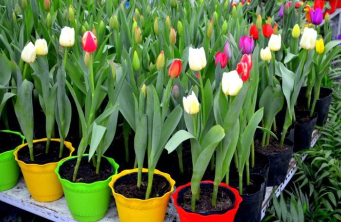 Những loại hoa được cắm nhiều ngày Tết nhưng lại chứa chất cực độc - ảnh 4