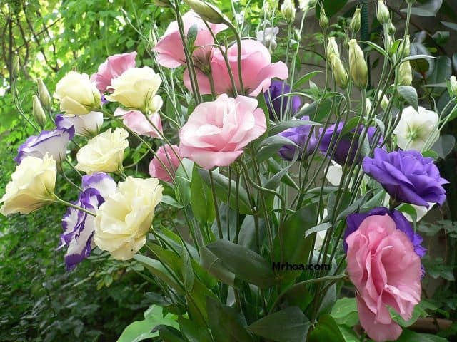 Năm mới cắm những loại hoa này, gia chủ vừa hạnh phúc vừa 'tiền vào như nước' - ảnh 3