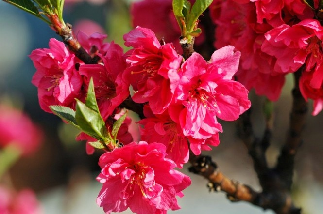Năm mới cắm những loại hoa này, gia chủ vừa hạnh phúc vừa 'tiền vào như nước' - ảnh 2