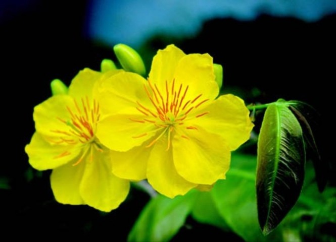 Năm mới cắm những loại hoa này, gia chủ vừa hạnh phúc vừa 'tiền vào như nước' - ảnh 4