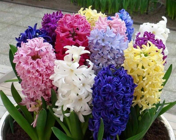Năm mới cắm những loại hoa này, gia chủ vừa hạnh phúc vừa 'tiền vào như nước' - ảnh 1