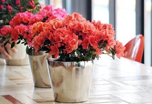 Những loại hoa được cắm nhiều ngày Tết nhưng lại chứa chất cực độc - ảnh 1