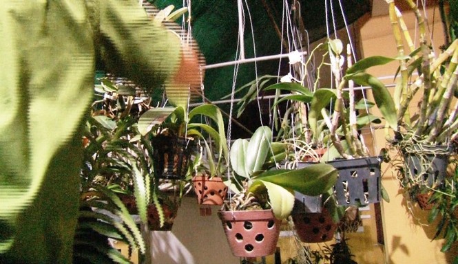 Nghi phạm gây ra hàng loạt vụ trộm cây cảnh ở Huế sa lưới - ảnh 2