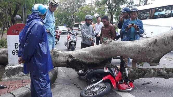 Cây xanh đô thị bất ngờ đổ rạp đè bẹp xe người đi đường - ảnh 1