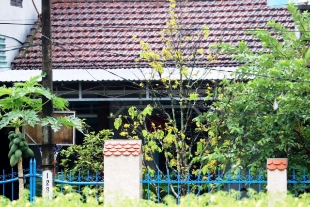 Mai nở sớm bất thường, nhà vườn khóc ròng lo 'trắng Tết' - ảnh 1