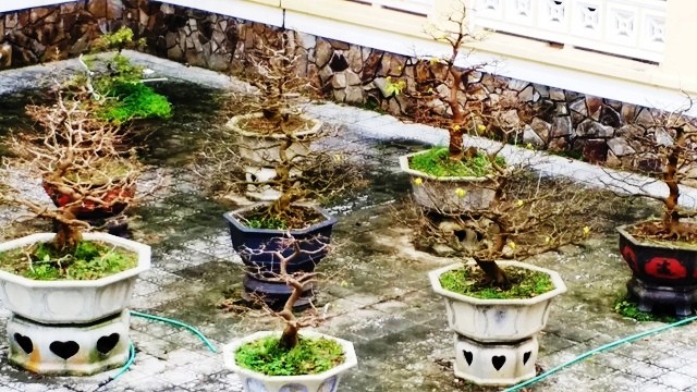 Mai nở sớm bất thường, nhà vườn khóc ròng lo 'trắng Tết' - ảnh 6