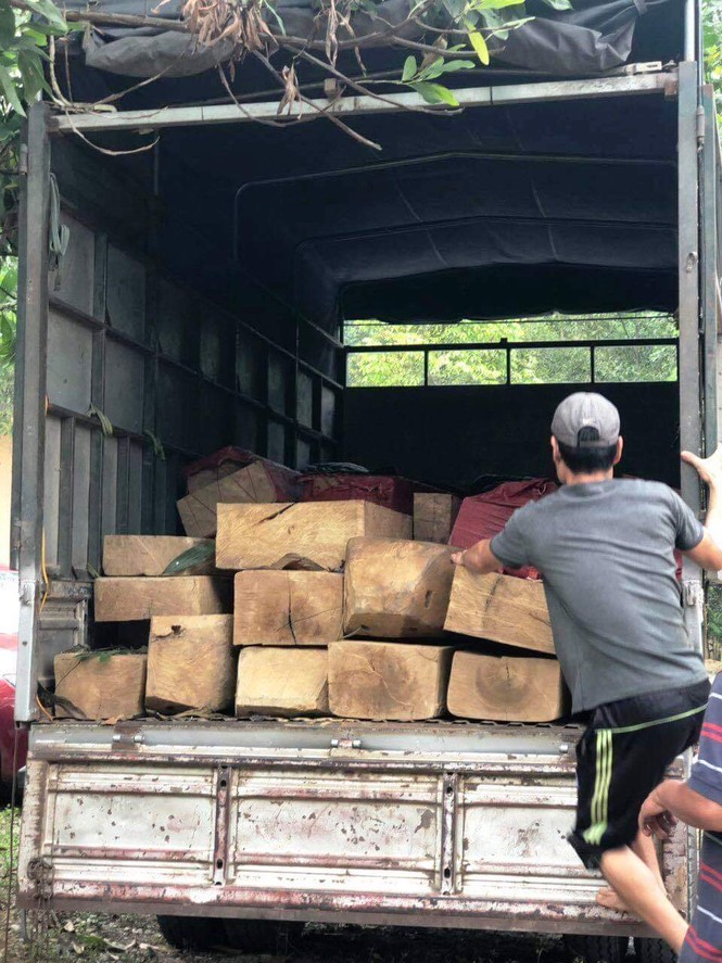 Bắt gần 50 phách gỗ lậu trên đường đi tiêu thụ - ảnh 2