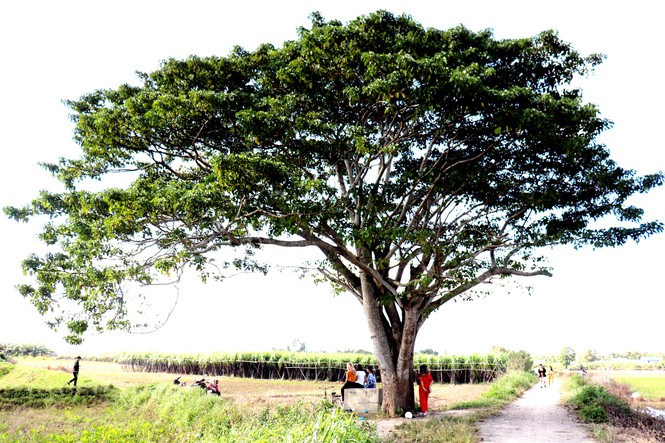 cây cô đơn phim Mắt biếc Victor Vũ - ảnh 6