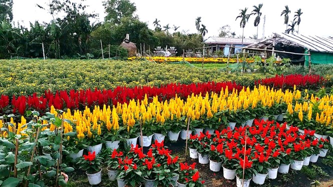 Xứ Huế bất ngờ bội thu… hoa - ảnh 1
