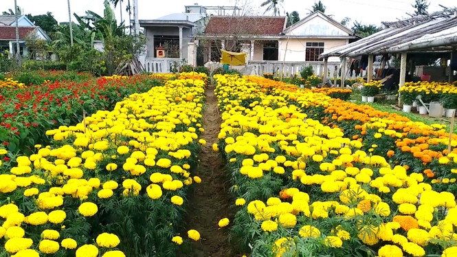 Xứ Huế bất ngờ bội thu… hoa - ảnh 2