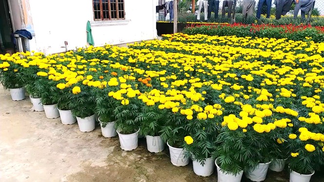 Xứ Huế bất ngờ bội thu… hoa - ảnh 3