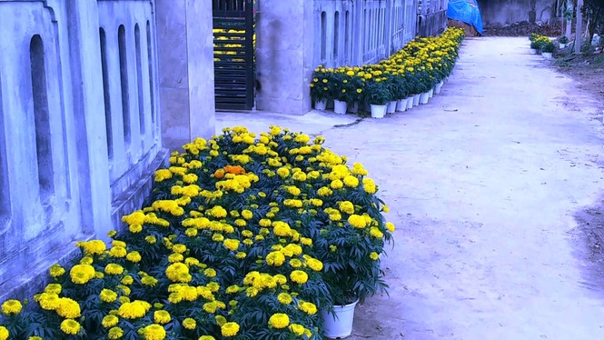 Xứ Huế bất ngờ bội thu… hoa - ảnh 4