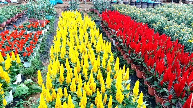 Xứ Huế bất ngờ bội thu… hoa - ảnh 5