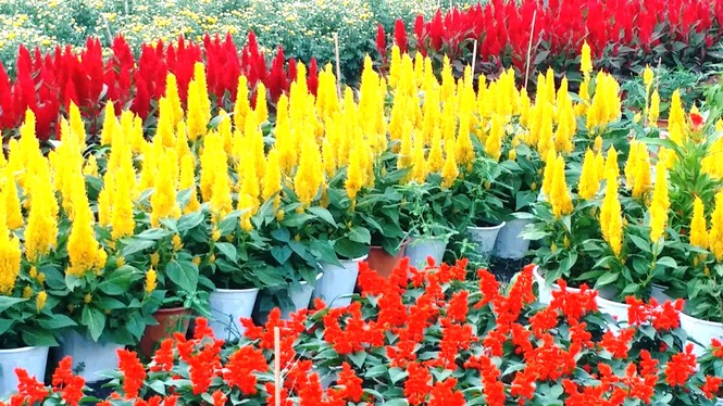 Xứ Huế bất ngờ bội thu… hoa - ảnh 10