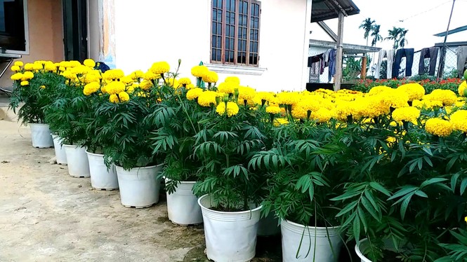 Xứ Huế bất ngờ bội thu… hoa - ảnh 6